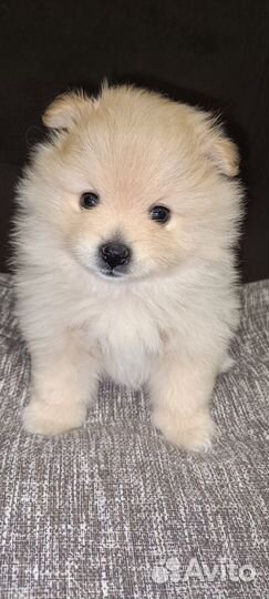 Щенки шпица