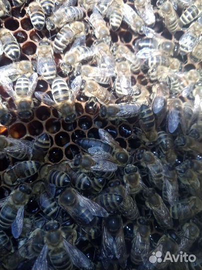 Пчёлосемьи.пчелопакеты