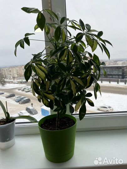 Комнатные цветы шефлера вариегатная