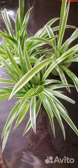 Хлорофитум