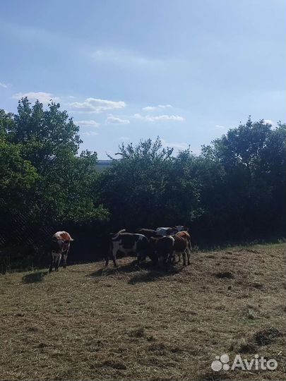 Телята бычки и тёлки