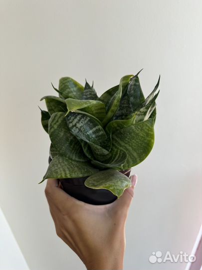 Сансевиерия