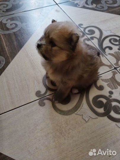 Продам щенков