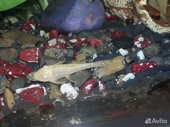 Сомики анциструсы