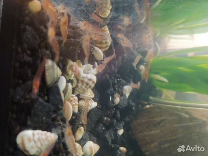 Аквариумные креветки вишня