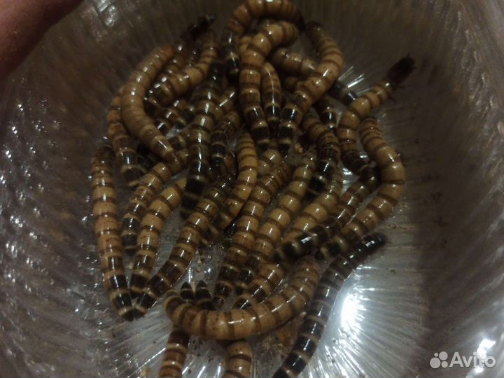 Зоофобас.Живой корм для ваших питомцев