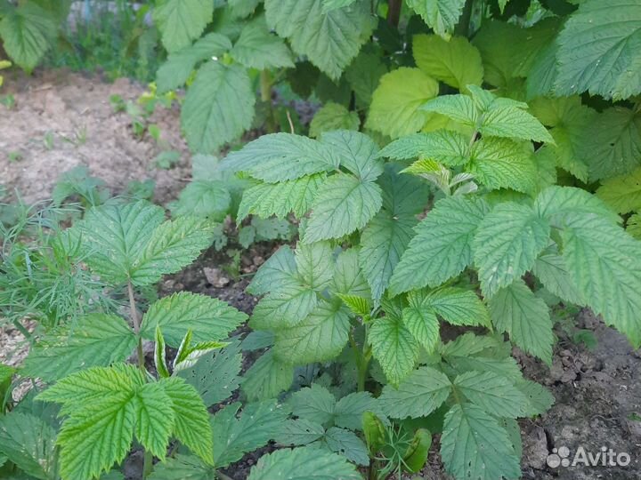 Ремонтантная малина