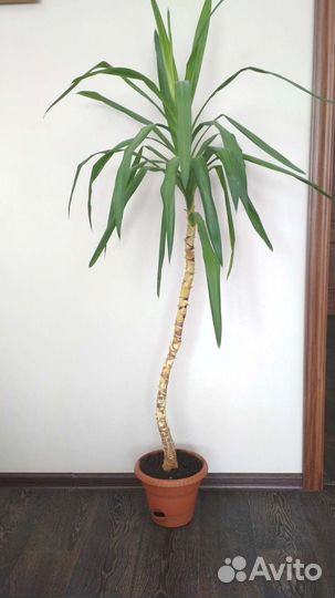 Юкка пальма комнатная