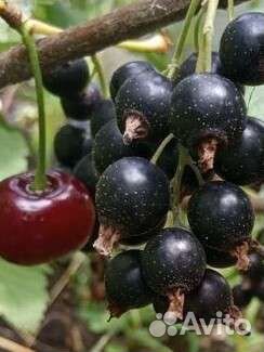 Смородина, крыжовник,клубника, йошта, арония