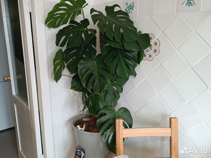 Комнатные растения цветы большие