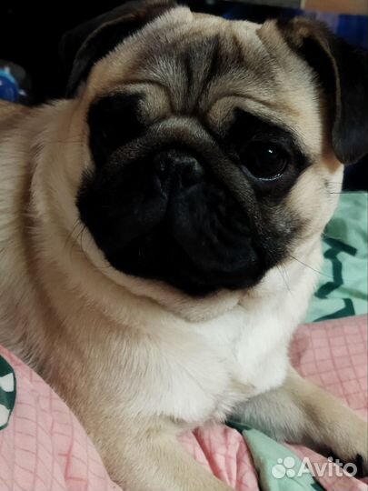 Вязка мопса