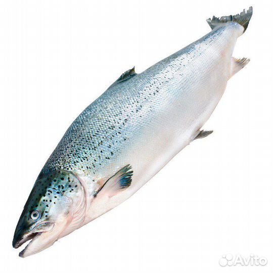 Сёмга (лосось) 4-5кг Чили Premium свежемороженая