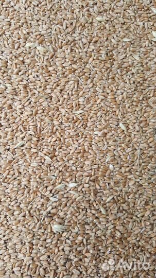 Зерно пшеница, ячмень, кукуруза