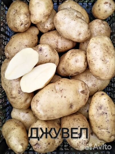 Семенной картофель