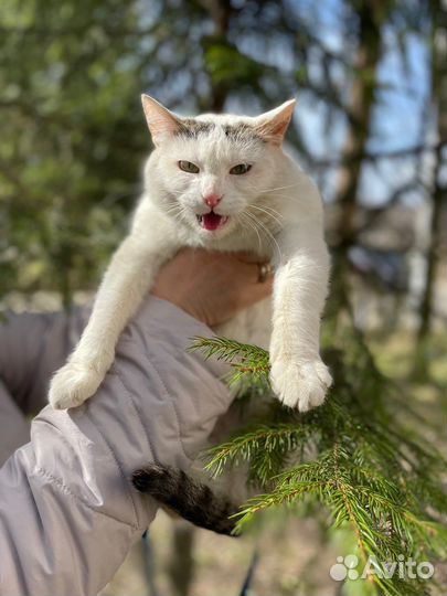 Кошке Мусе нужен дом, ей тяжело жить в клетке