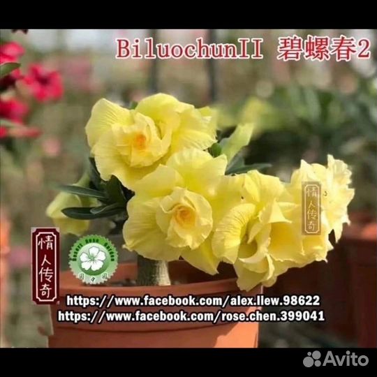 Продам сортовые Адениумы