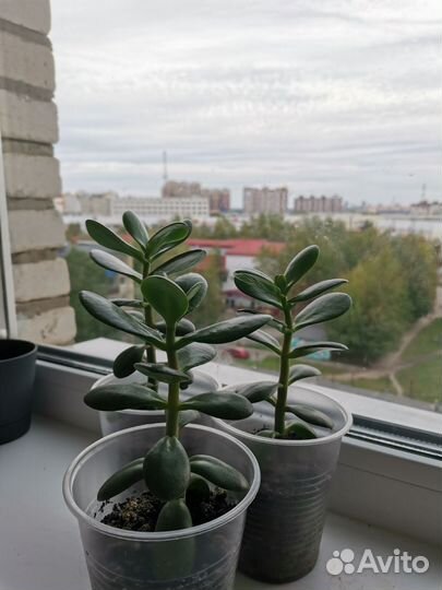 Крассула толстянка (денежное дерево)