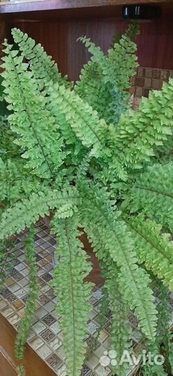 Папоротники и гибискус