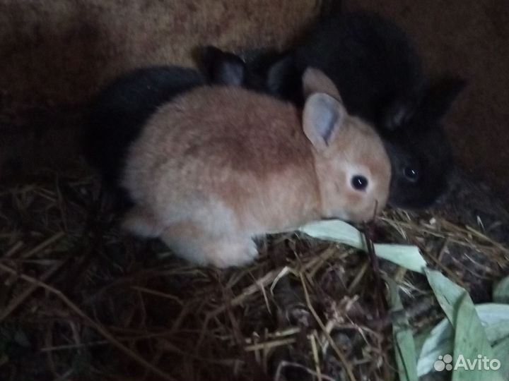 Кролик декоративный Вязка