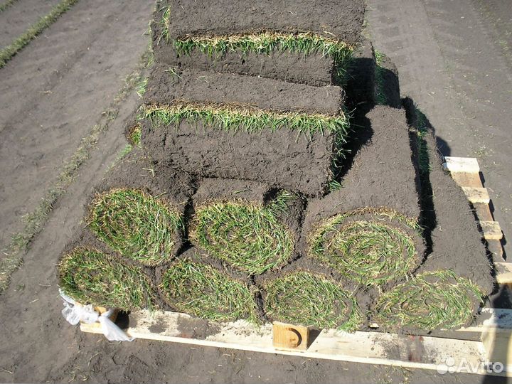 Газонная трава в рулонах в наличии