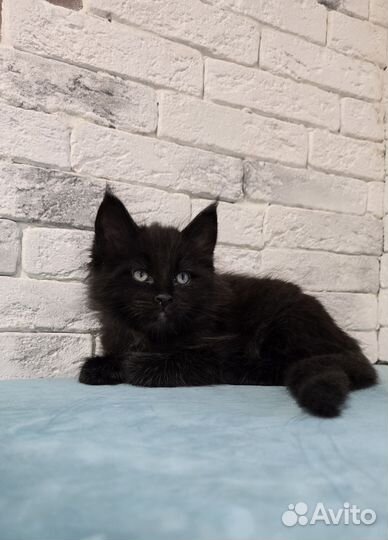 Котята мейнкун черные