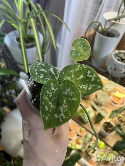 Сциндапсус / Эпипремиум