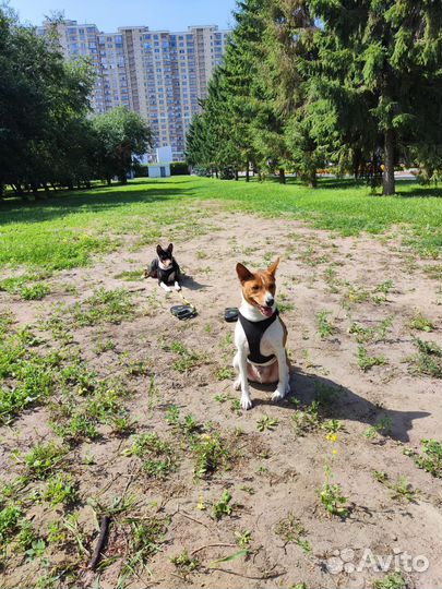 Зооняня. Выгул собак. Кинолог