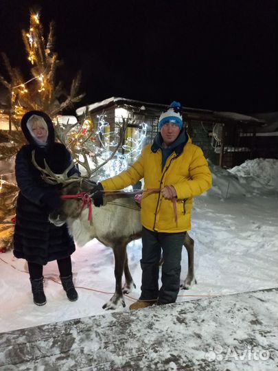 Олень (ферма, животные)