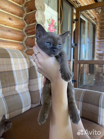 Бурманские котята