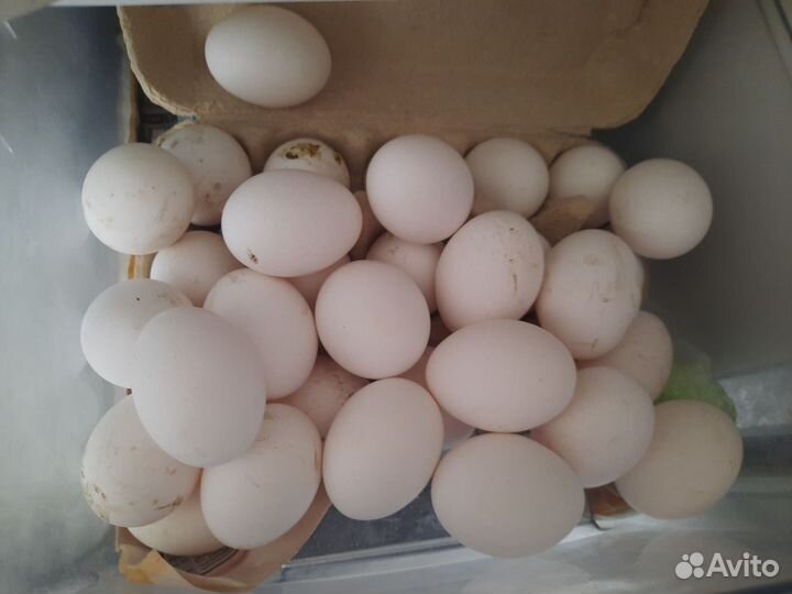 Домашние куриные яйца