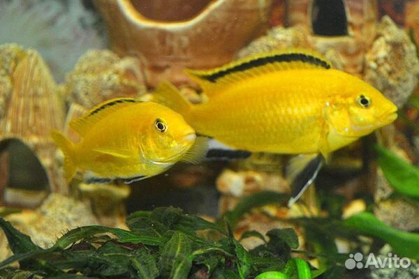 Лабидохромис Еллоу