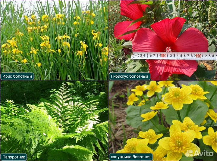 Многолетники