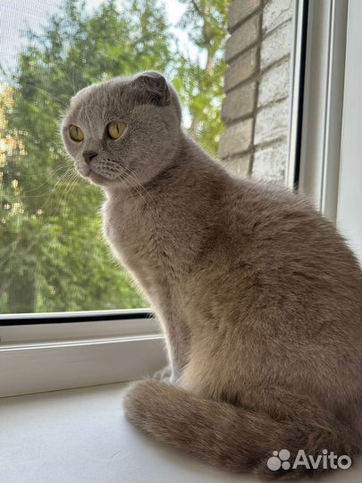 Отдам в добрые руки