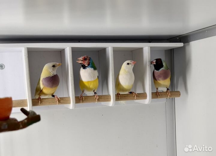 Амадины Гульда Самки