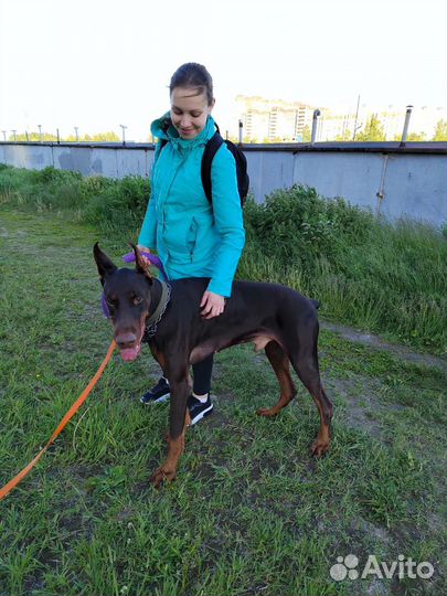 Выгул - зооняня - передержка 