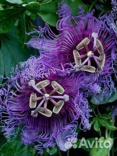 Семена пассифлоры