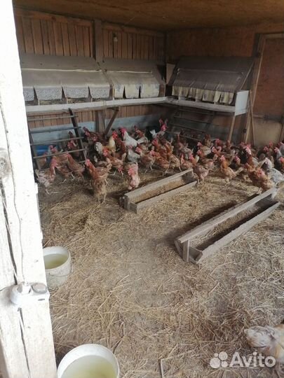 Куры несушки