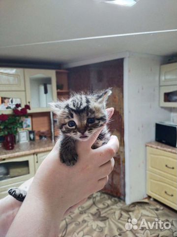 Котята от сибирской кошки объявление продам