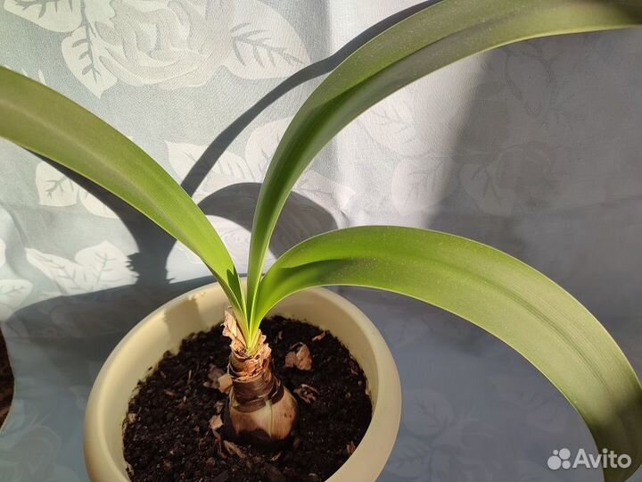 Гиппеаструм