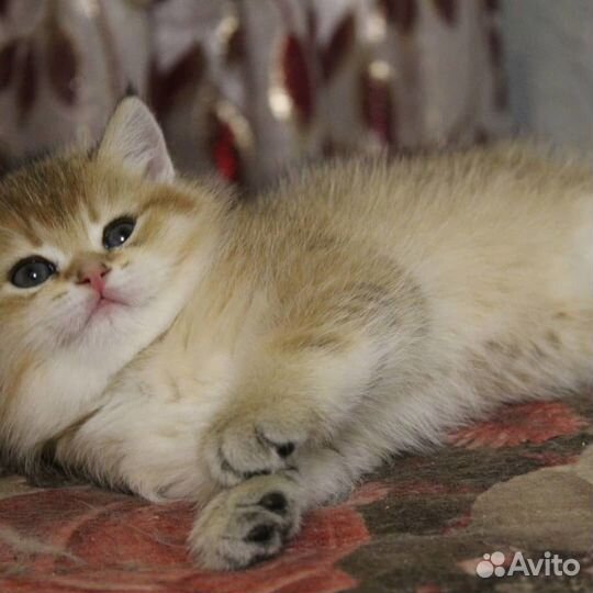 Британские золотая шиншилла котята