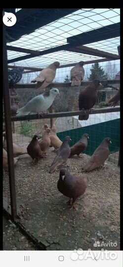 Голуби