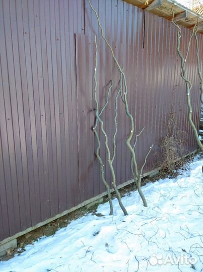 Ветви ивы для изготовления декоративных элементов