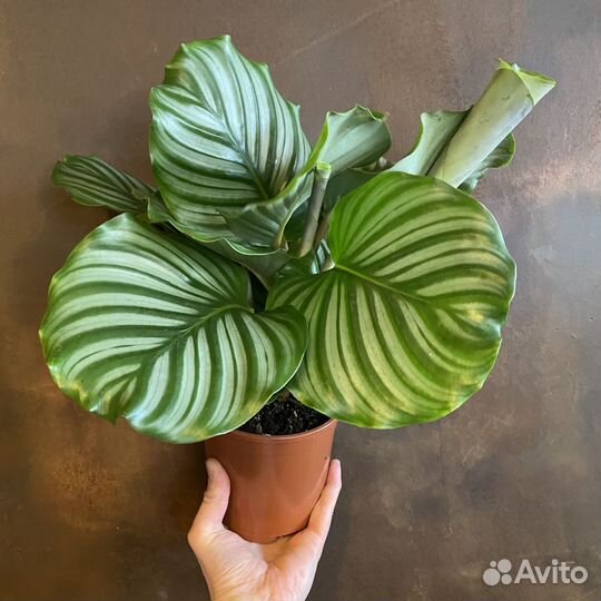 Калатея орбифолия