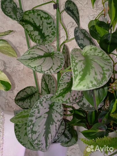 Эпипремнумы