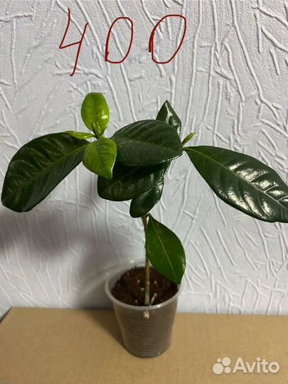 Гардения Жасминовидная