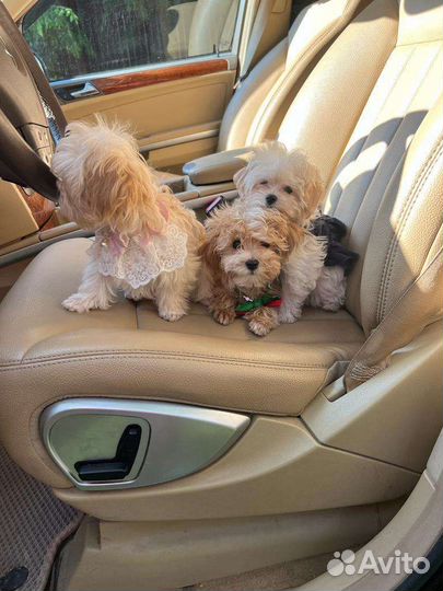 Детки maltipoo-мальтипу ф1