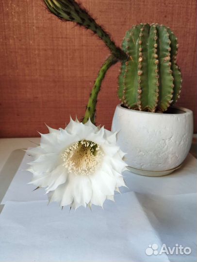 Кактус опунция