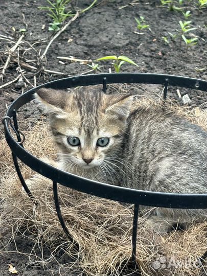 Отдам котенка в добрые руки