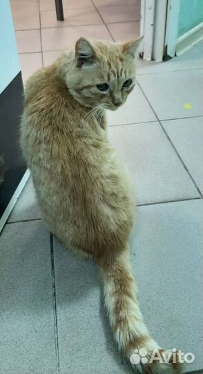 Особенный котик