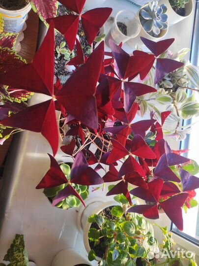 Оксалис (кислица)